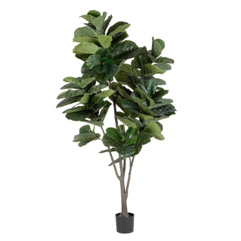 PIANTA FICUS LYRATA C-VASO 123 FOGLIE H.230